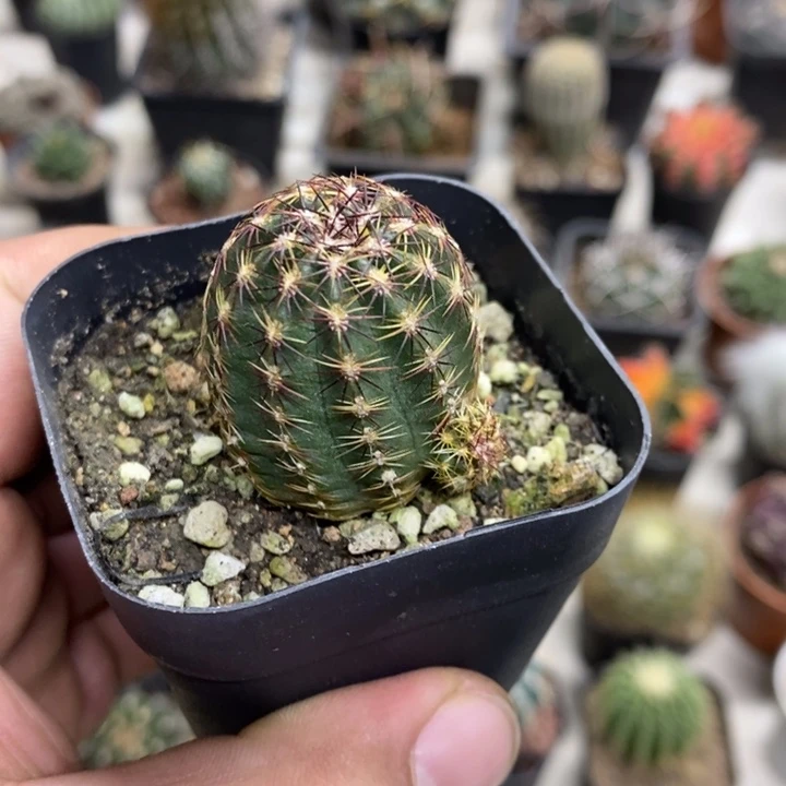 实生红刺青花虾特价
