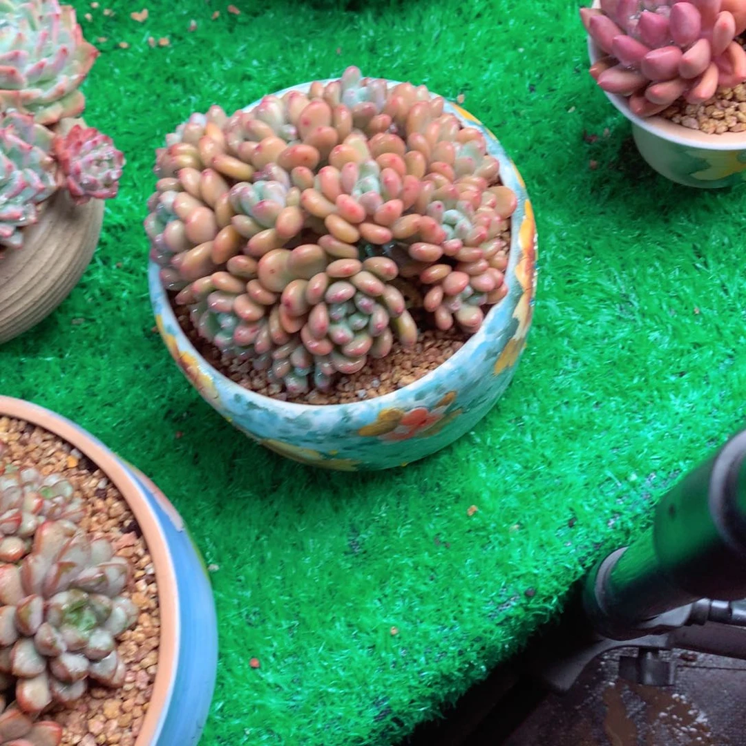 舞*韵一物一拍一物一拍