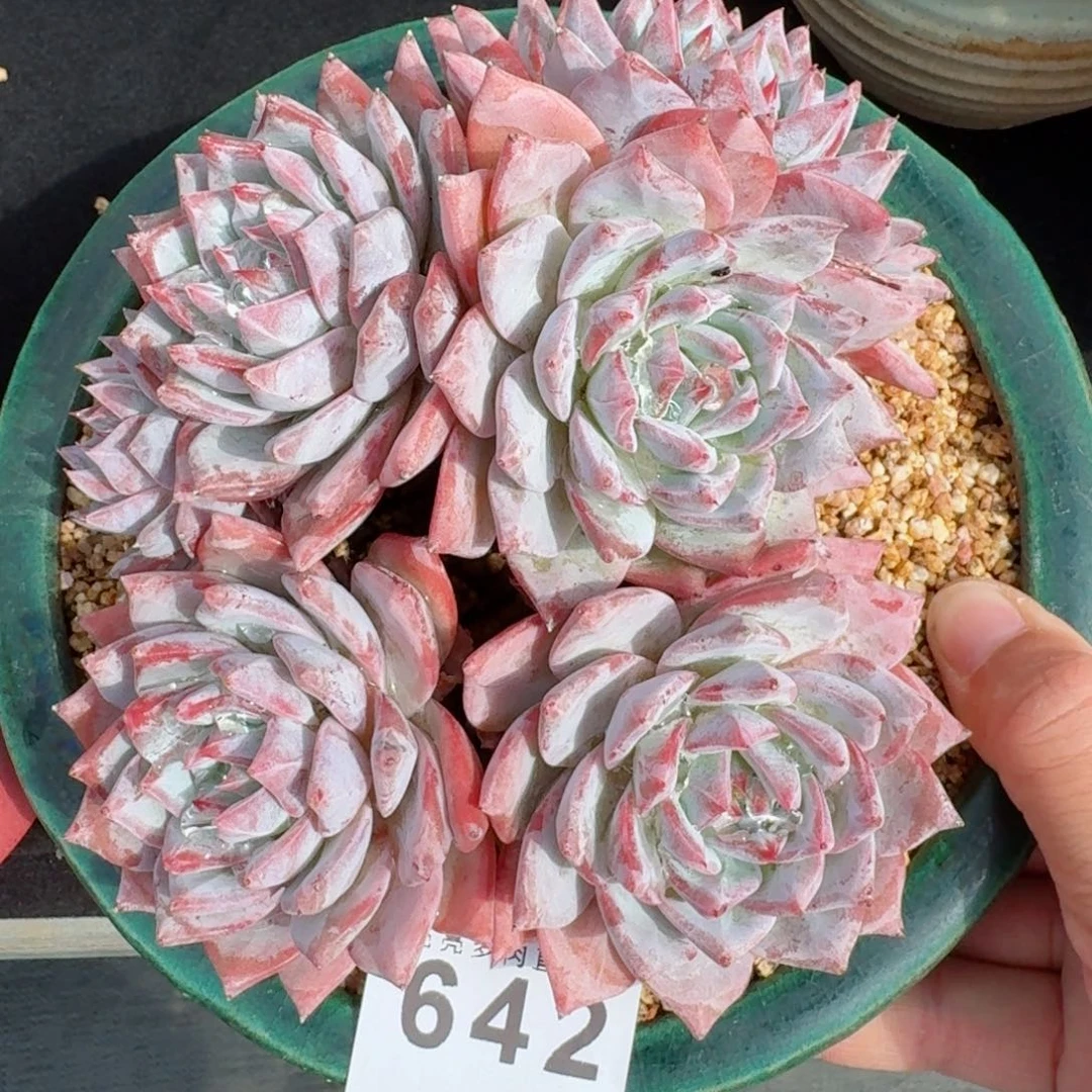 粉蓝鸟群生整装无砍