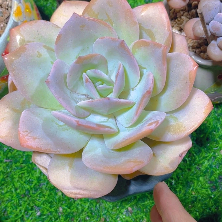 谢谢你的支持00000015