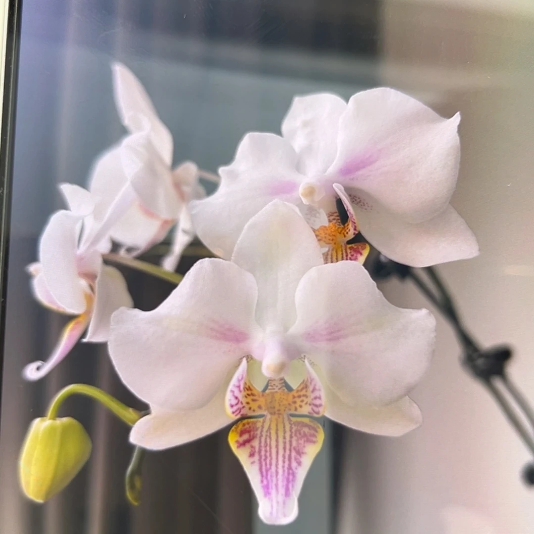 无花朵3.5寸微笑天鹅抽梗苗