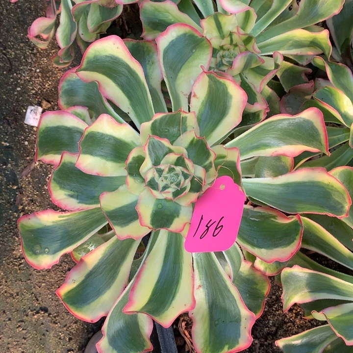 贵妃186嫁接多肉植物
