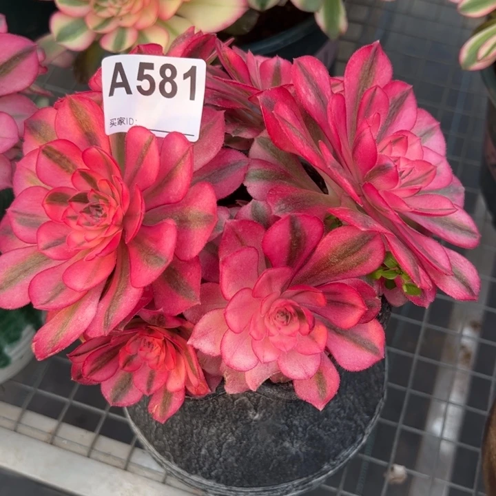 581倾城朵朵18厘米左右