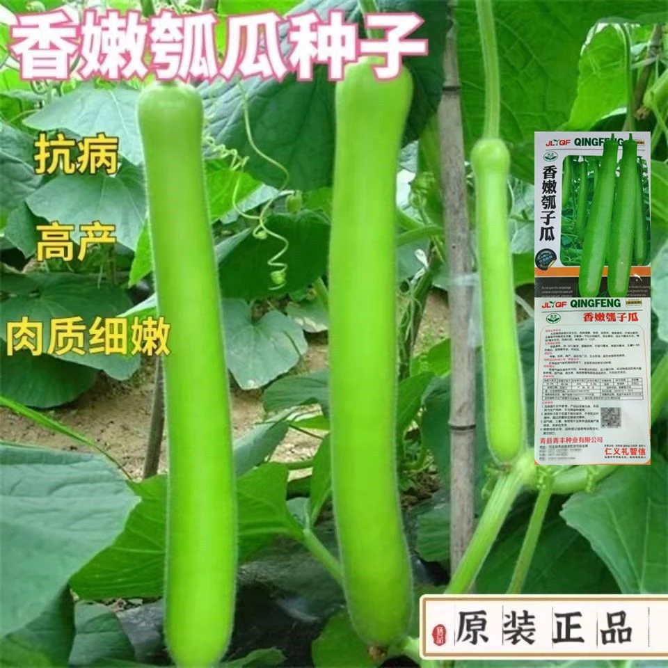 【满5包邮】清香嫩瓠子瓜种子高产早熟蒲瓜长瓠瓜春夏秋季菜葫