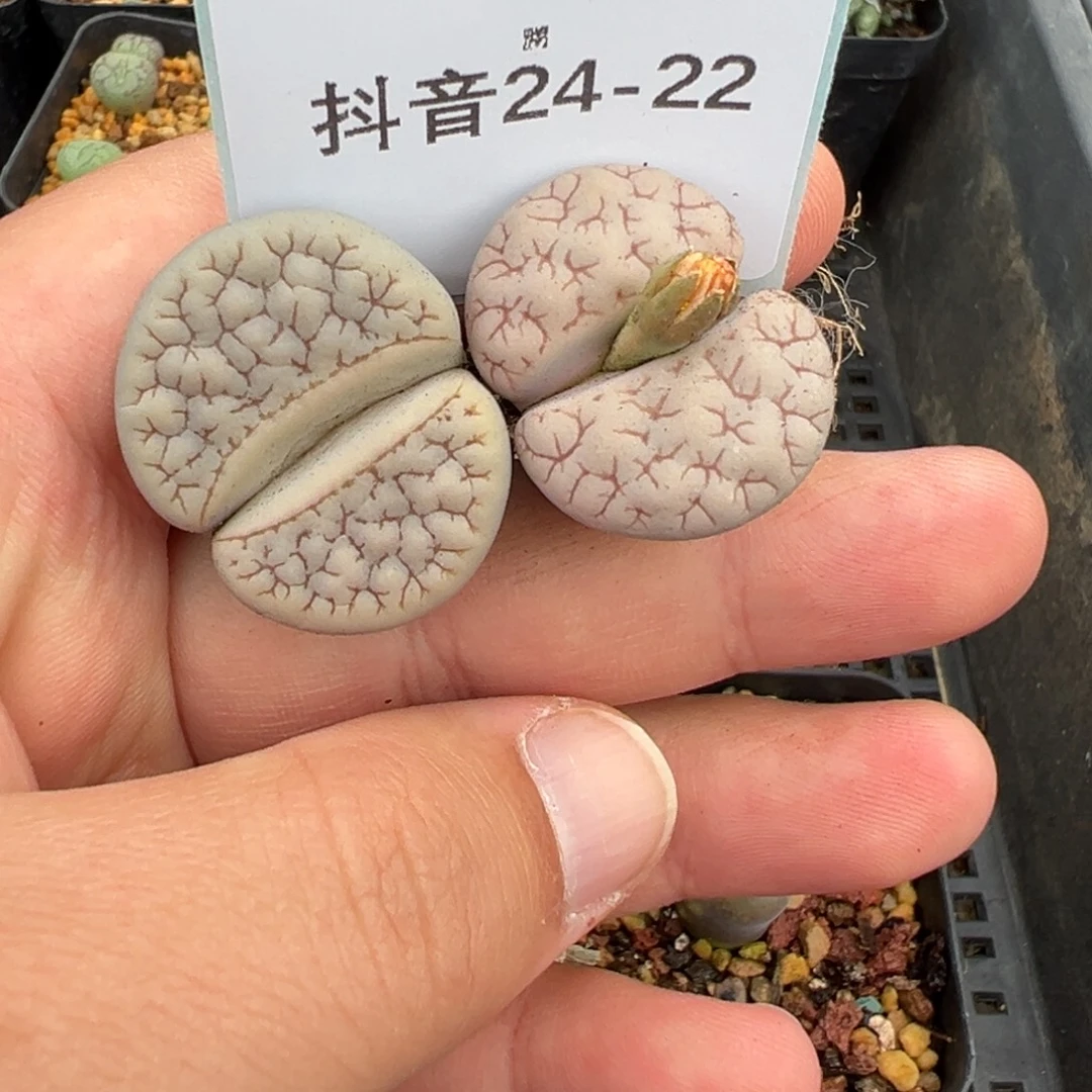 24-22肉锥多肉植物