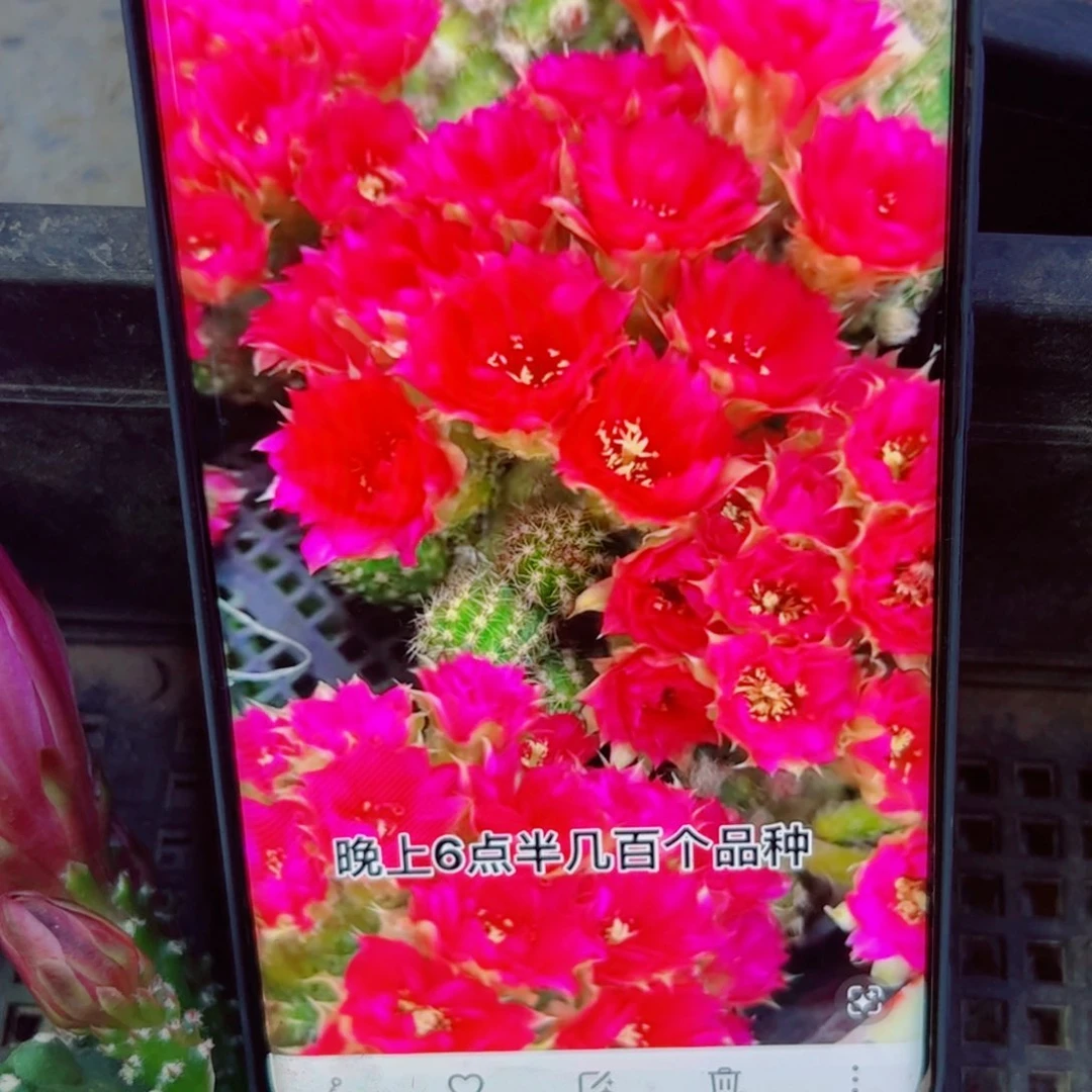 下39白檀品红2个无根小侧芽20包邮