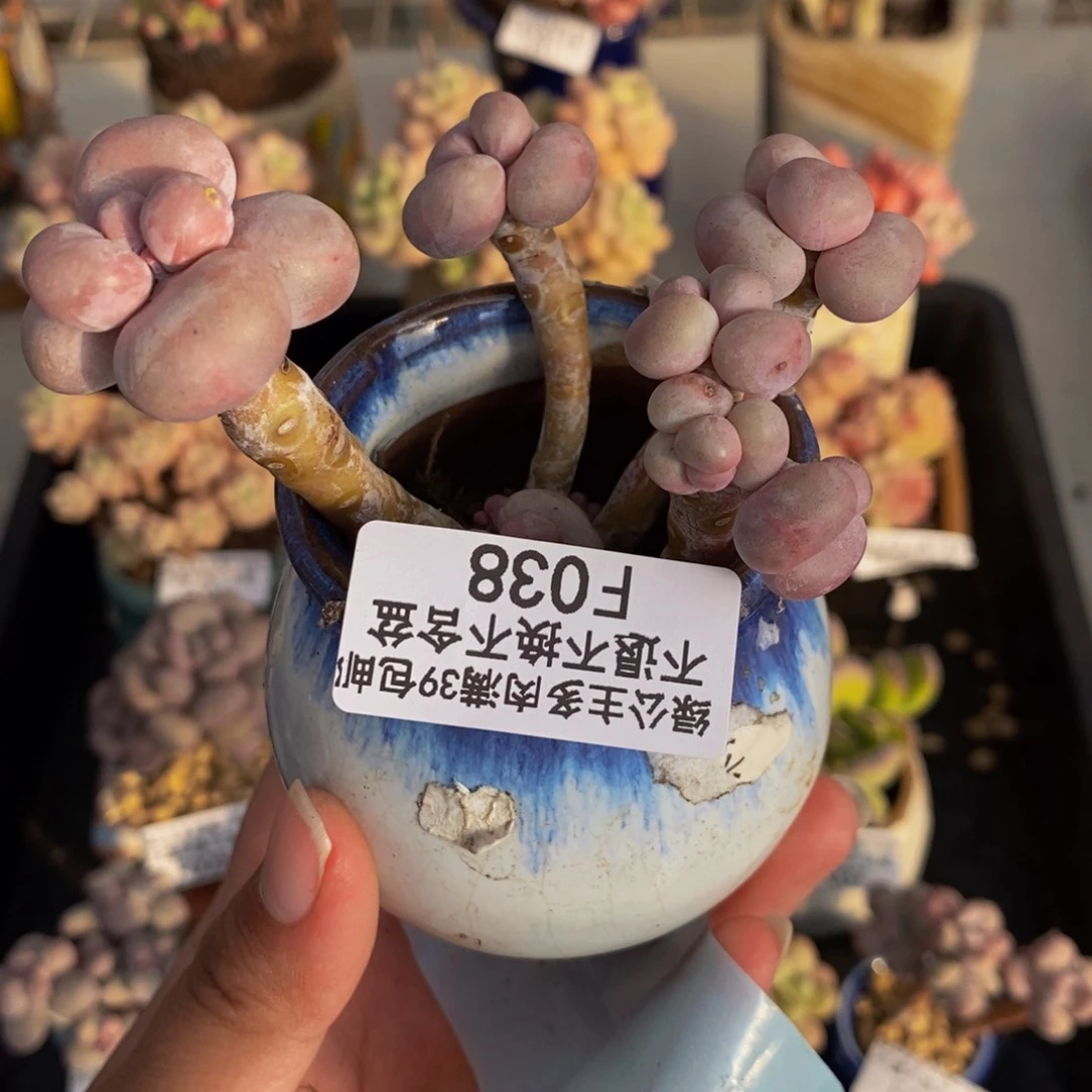 038芭比奶多肉7cm