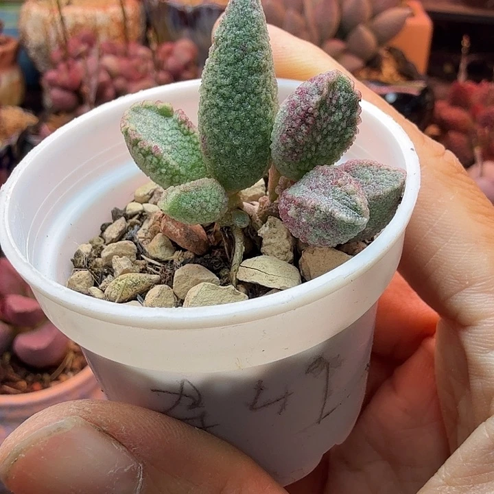 水蜜桃的味道真的很好