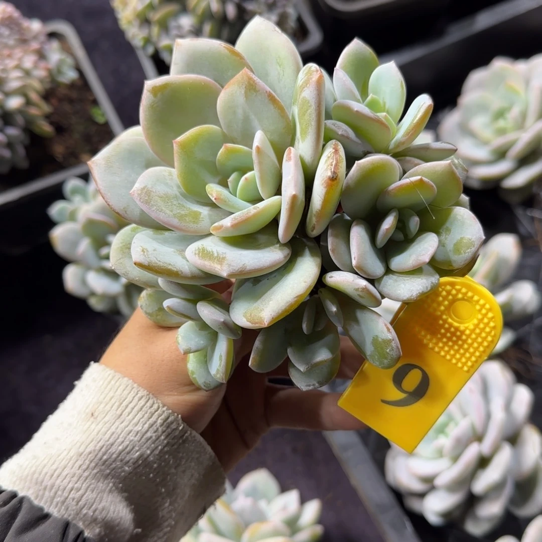 韩版奶茶5头有砍一物一拍9