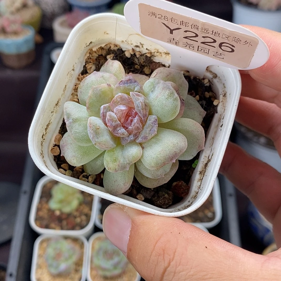 0226 溏心石化 4.5cm