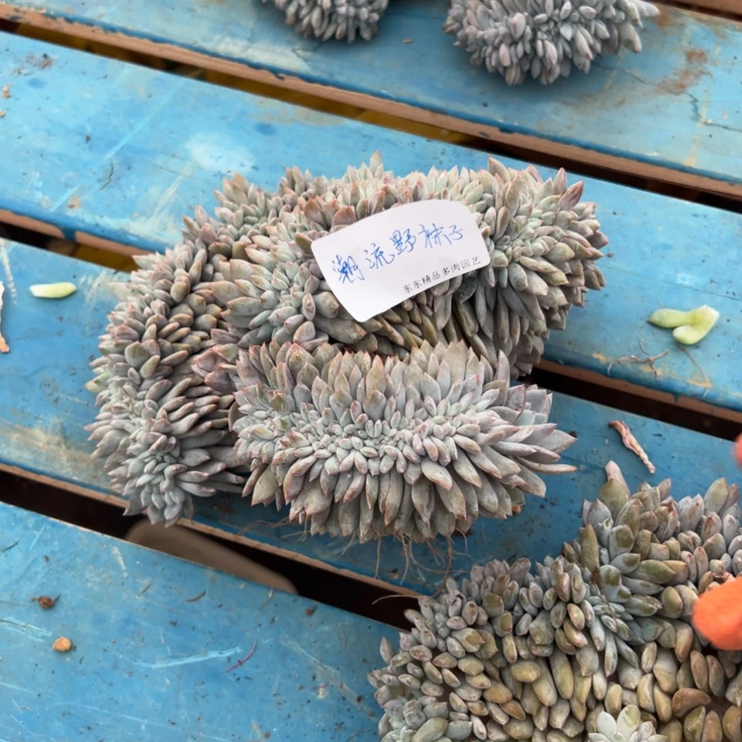 潮***子zijlullooluomowkkkkk