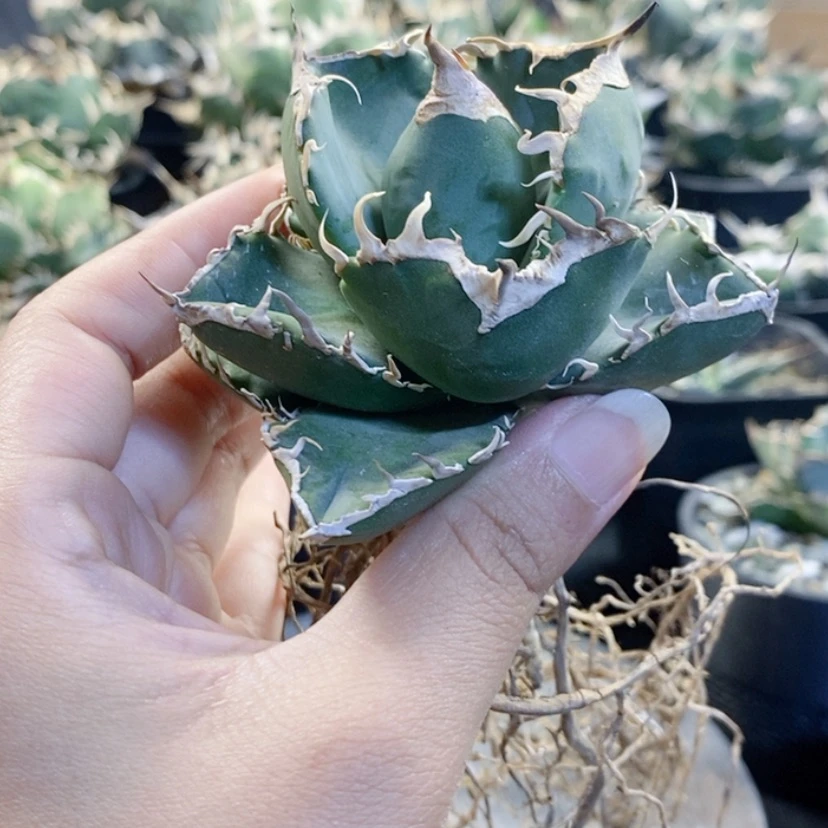 【闪购商品】丁***重立可白