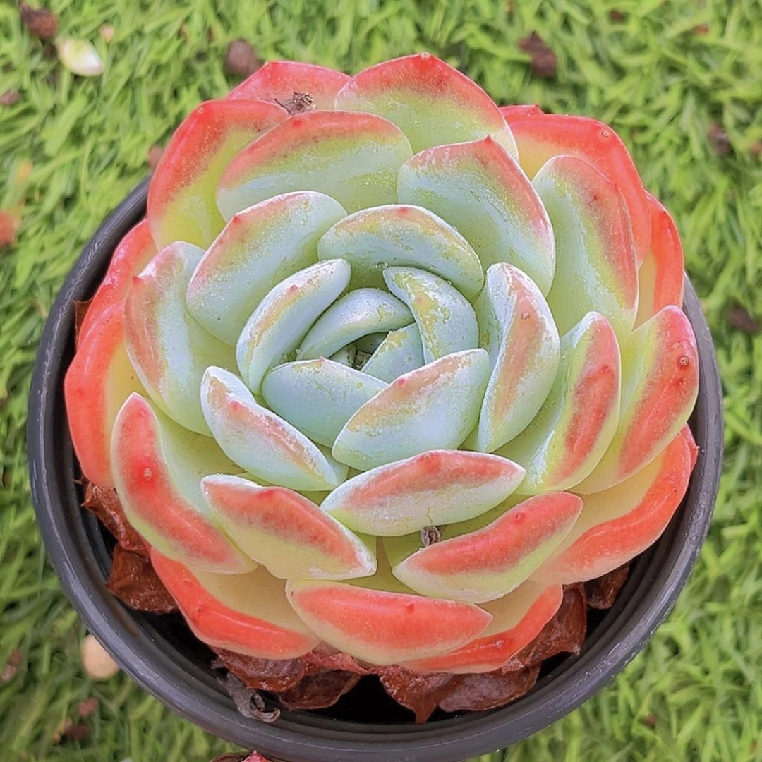 8公分99999999999999