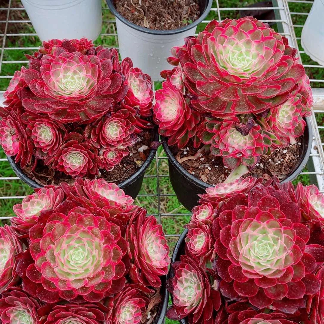 小号孔雀翎量拍多肉法师一个