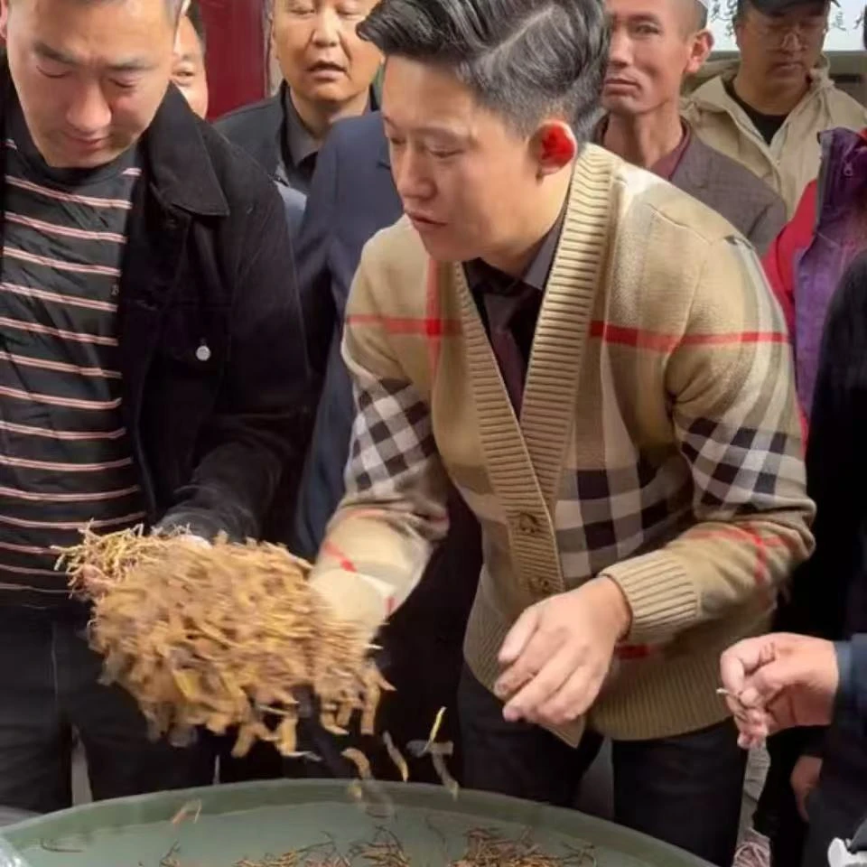 【冬虫夏草】实收 口粮草 2025新干草 自然晒干 品质滋补实拍图