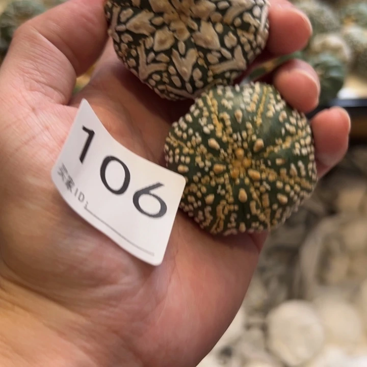 毕***线兜星球仙人球106号球