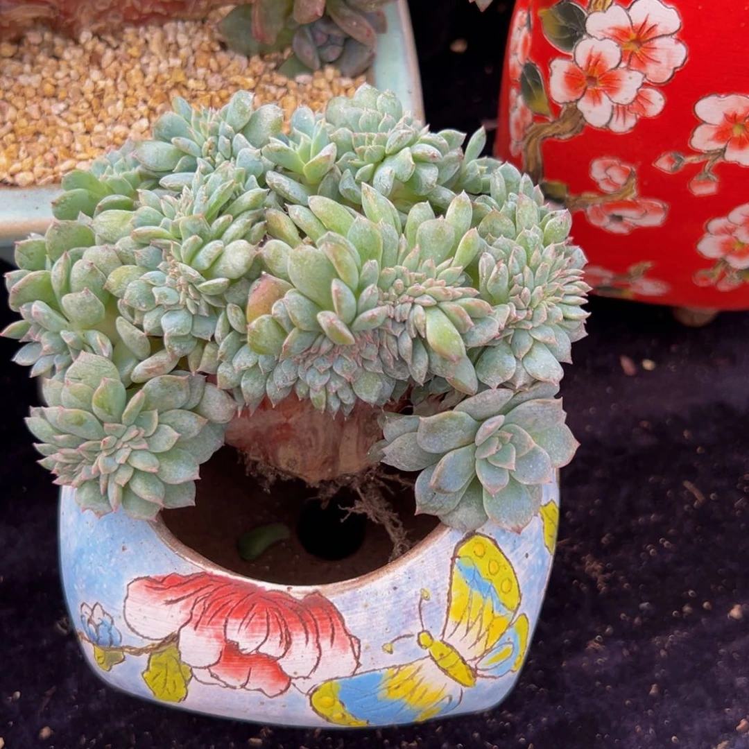新年快乐 新年快乐 新年快乐