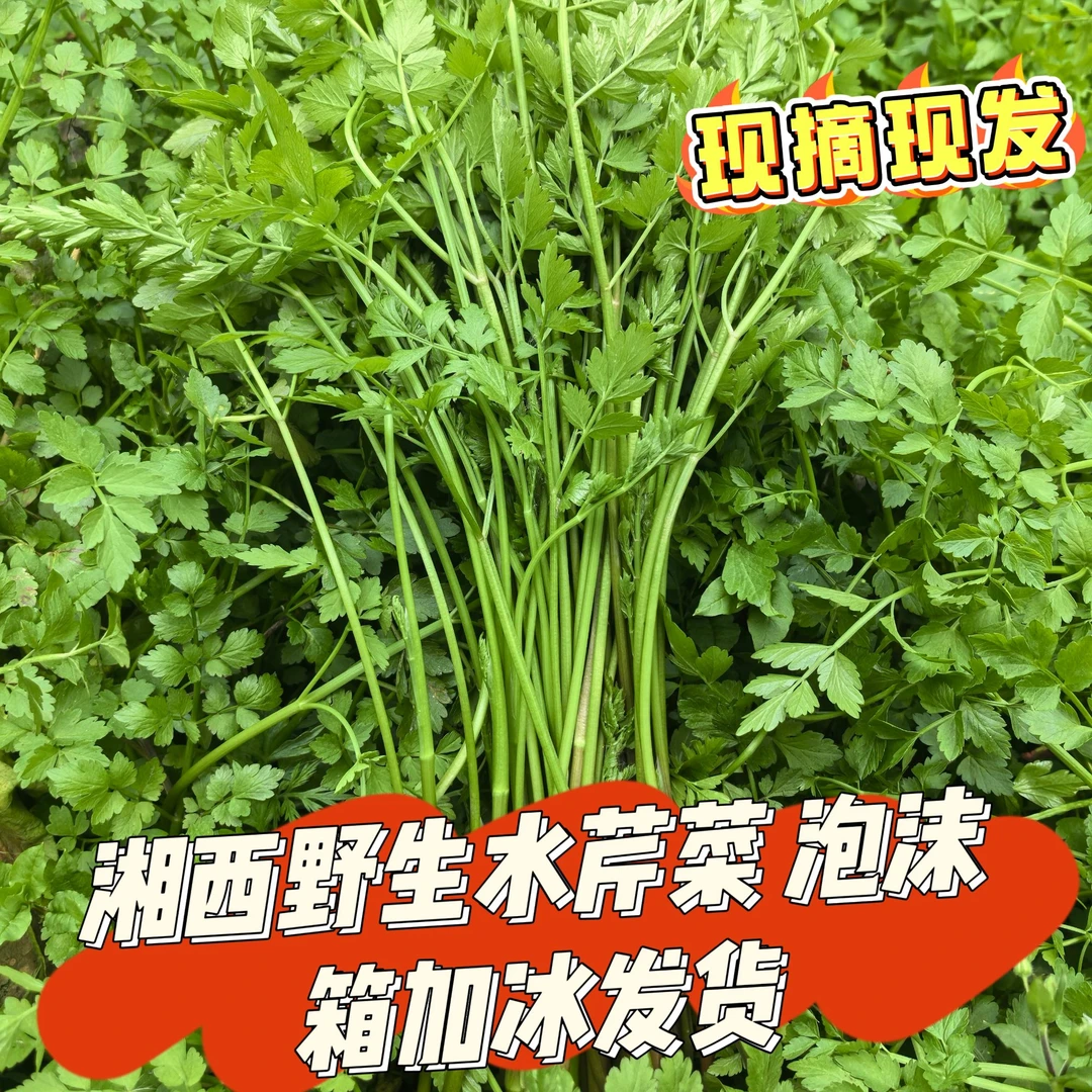 野生水芹菜现摘野生小叶健康应季农家野菜新鲜蔬菜湖南