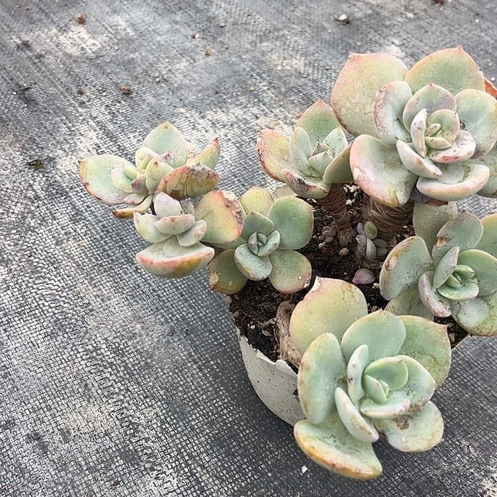 太****085不包整白凤脱土发货不退不换