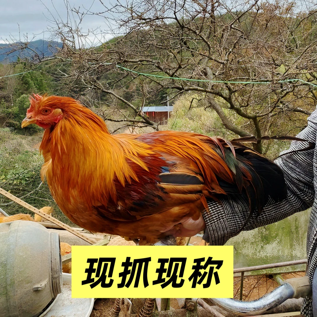 【顺丰包邮】河田阉鸡土鸡吃稻谷青菜长大的山林阉鸡3-7斤老阉鸡