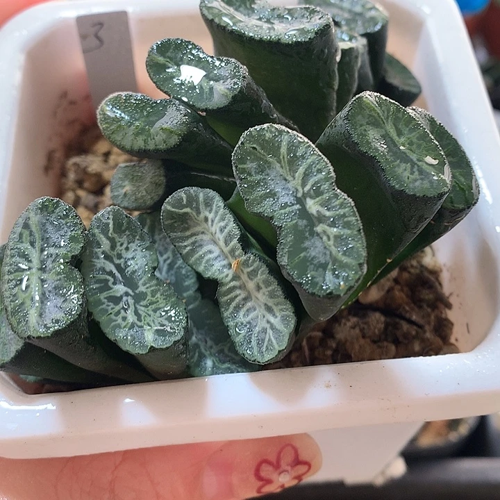 2号实生玉扇一物一拍