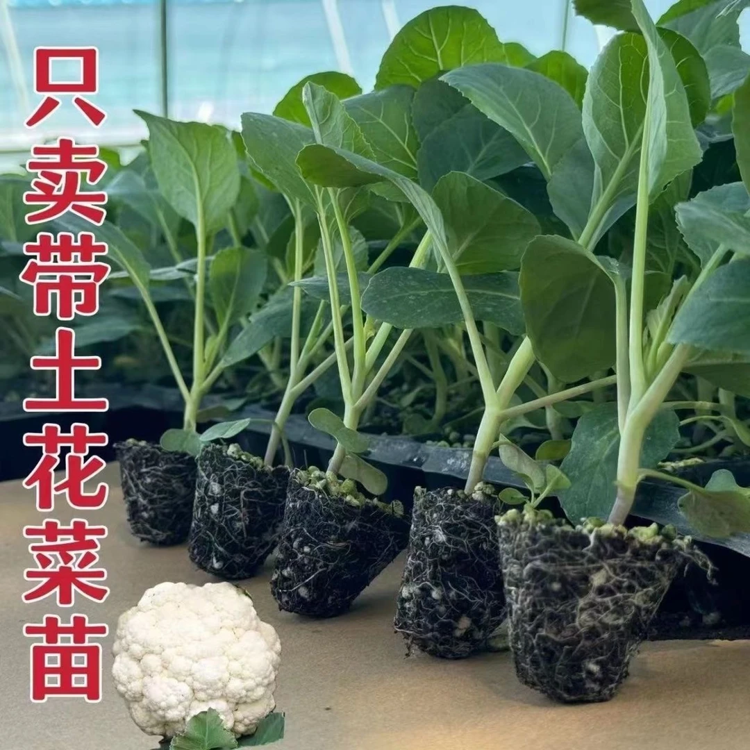 耐寒有花菜苗秧苗白椰菜花松花菜苗精品种苗幼苗蔬菜苗秧苗