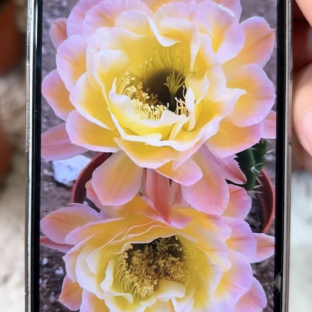 彩草青青黄金屋6-7公分左右