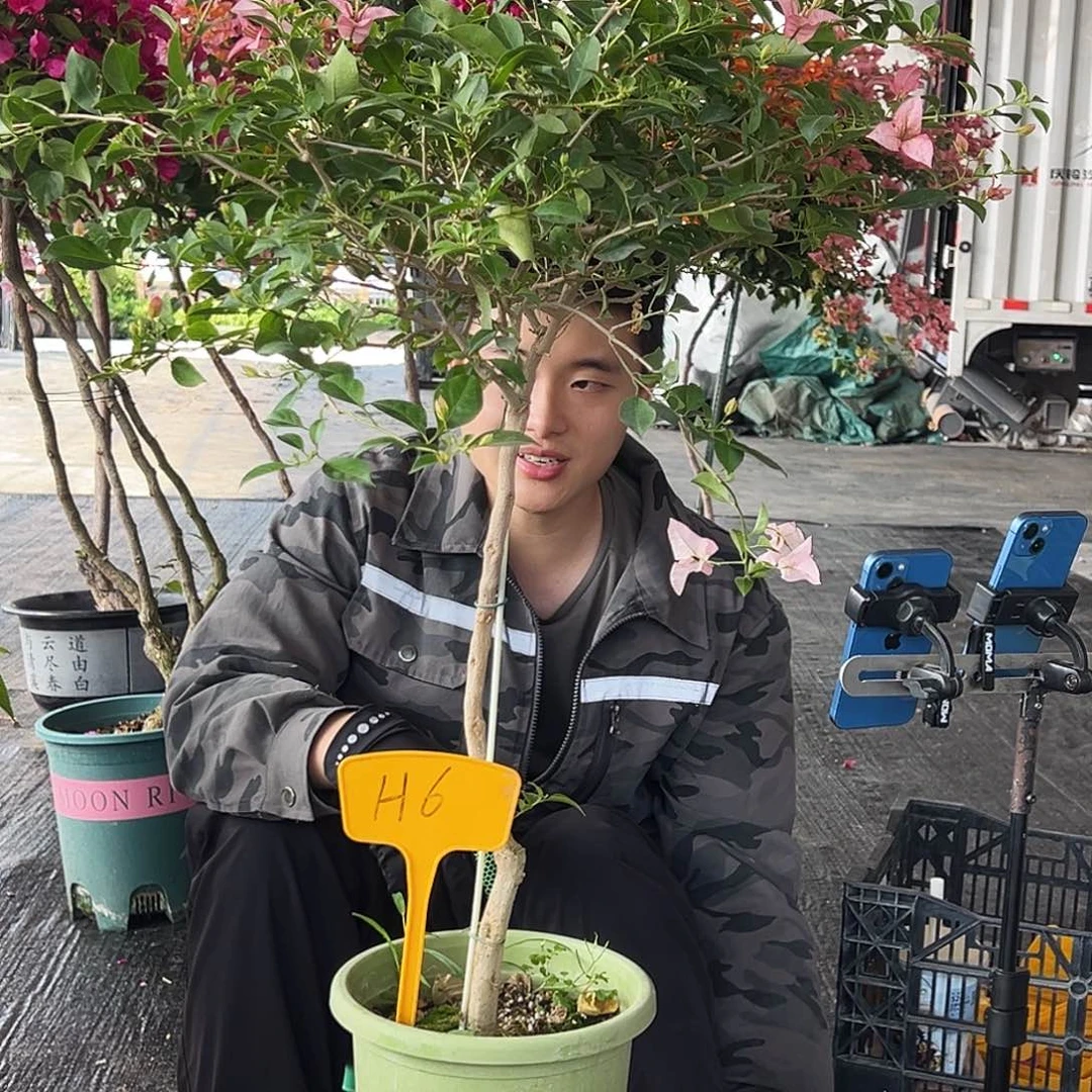 我***人大部分花苞少量开放H6 婆罗洲樱花