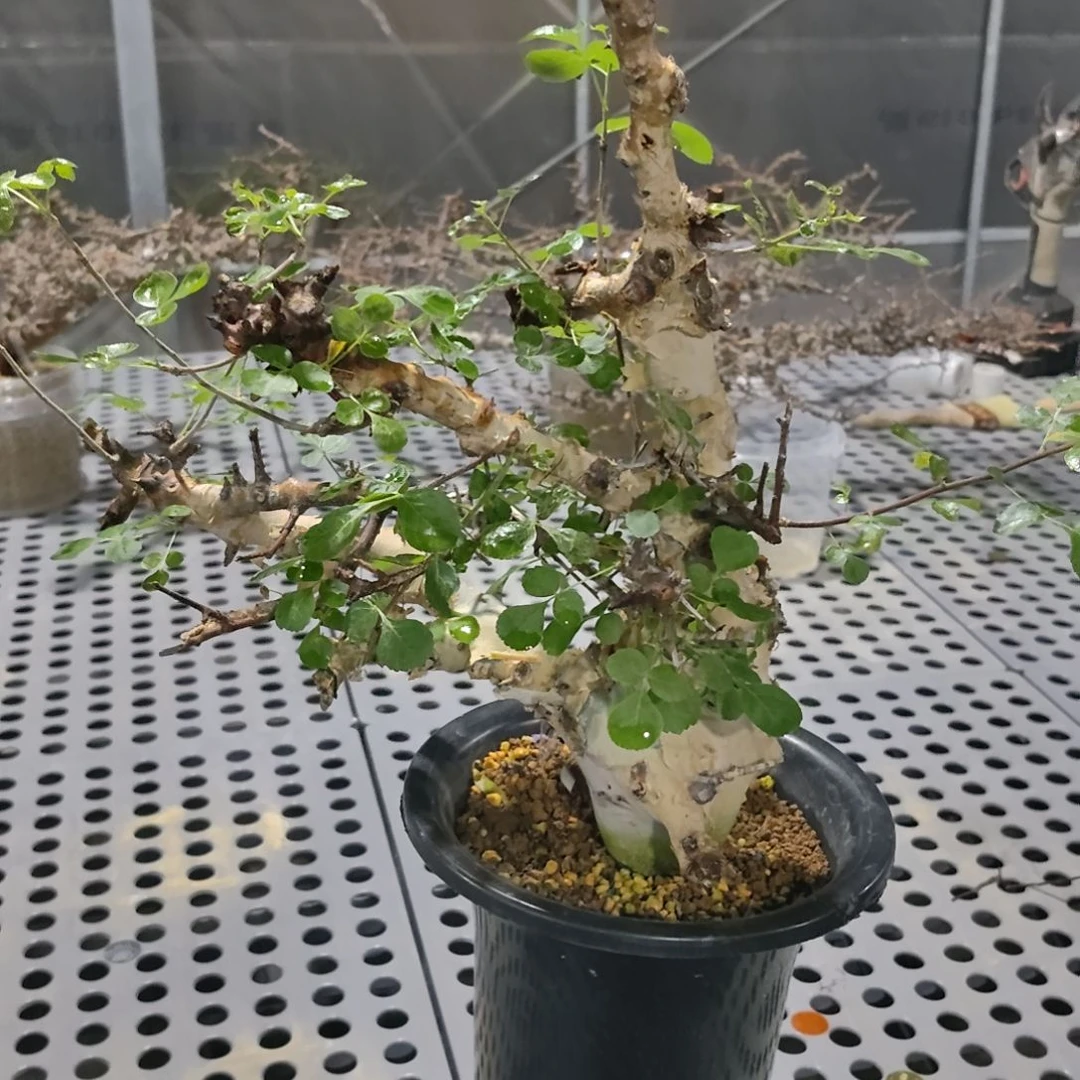图坎橄榄两年熟可寄养