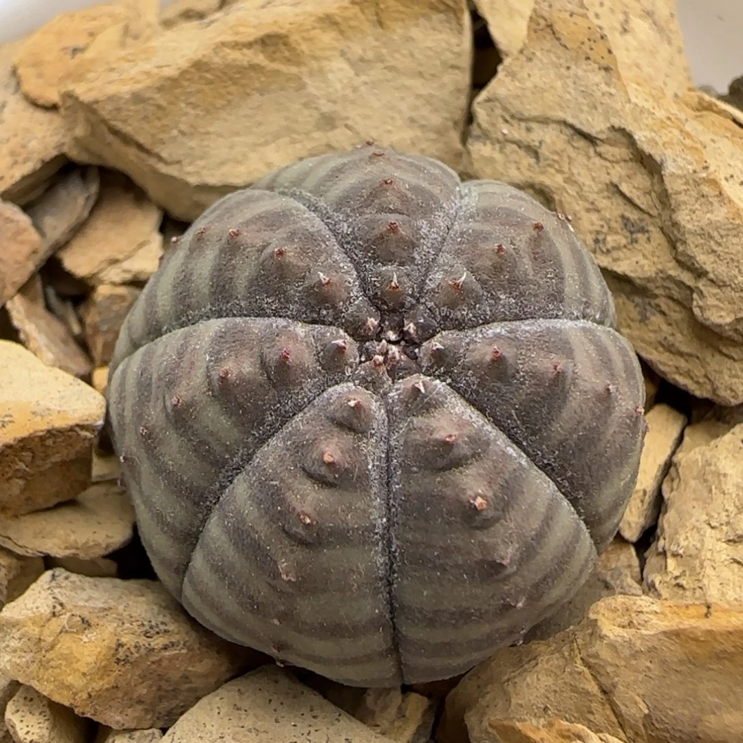 034实生神玉多肉2.5