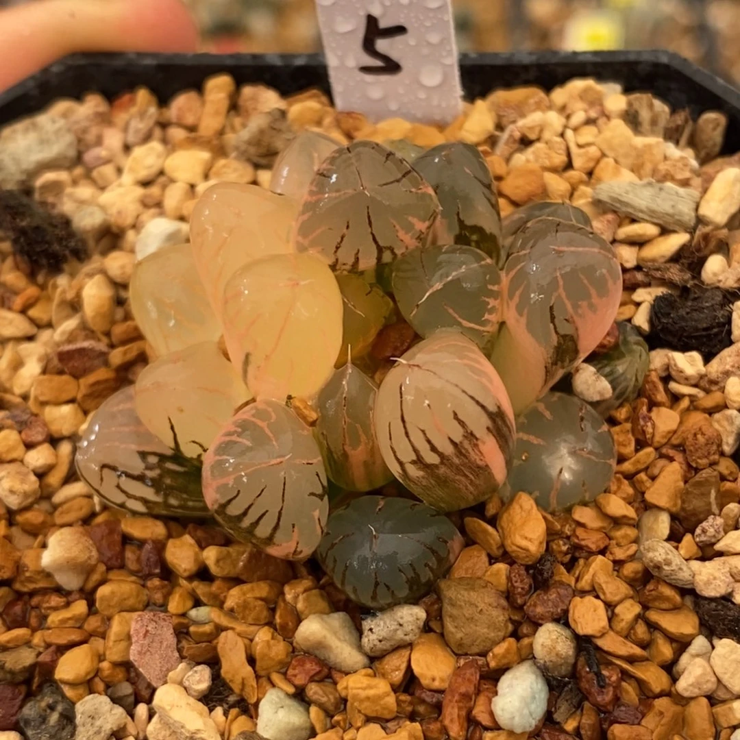 5灵犀玉露多肉植物