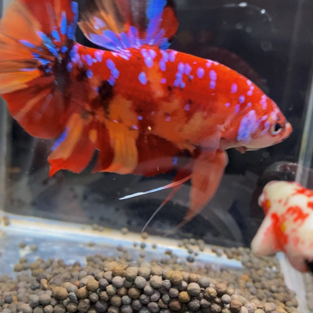 斗鱼240巨斗11111