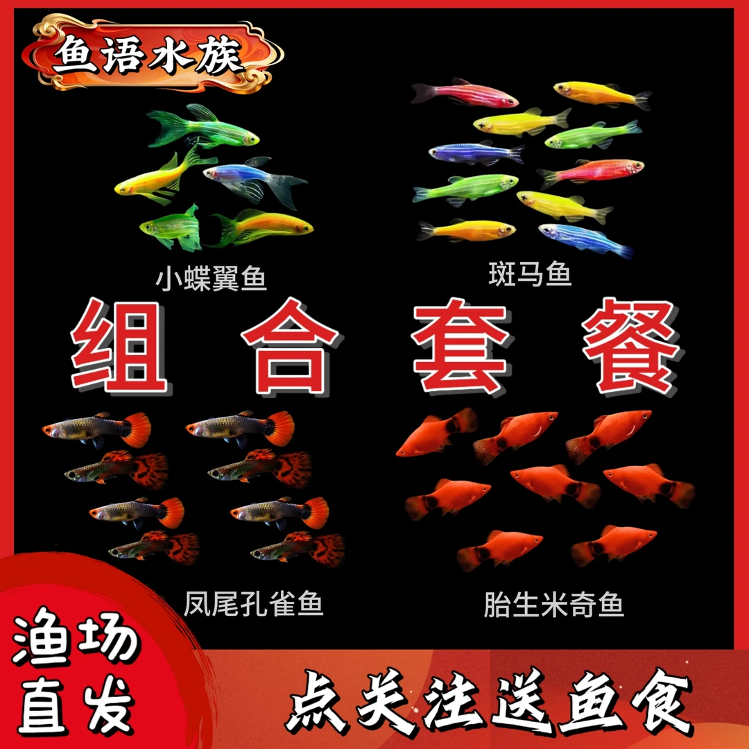 孔雀鱼+斑马+米奇+蝶翼组合观赏鱼混养热带淡水小型鱼好养耐活