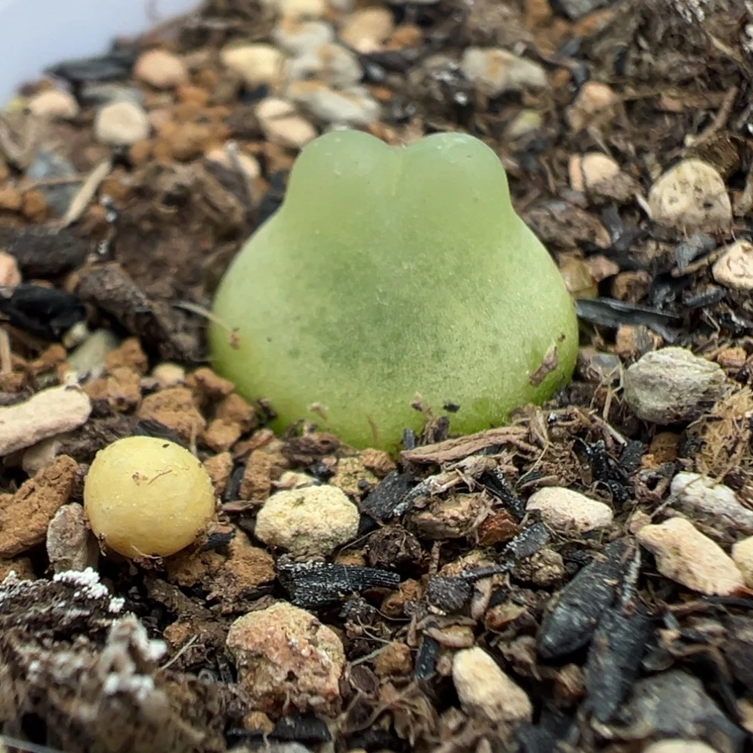 154拉登带盆土发货