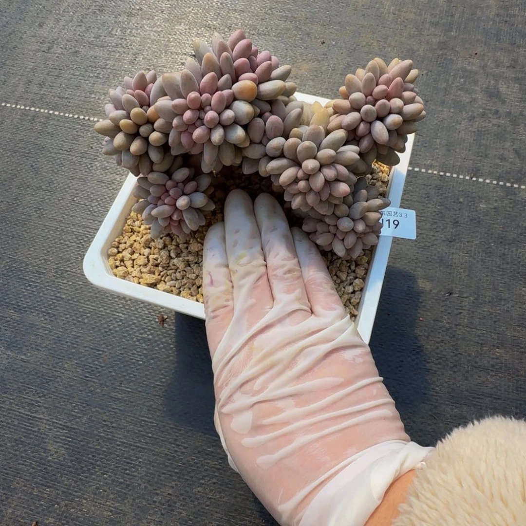 j 19tamg圆缀化有瑕疵