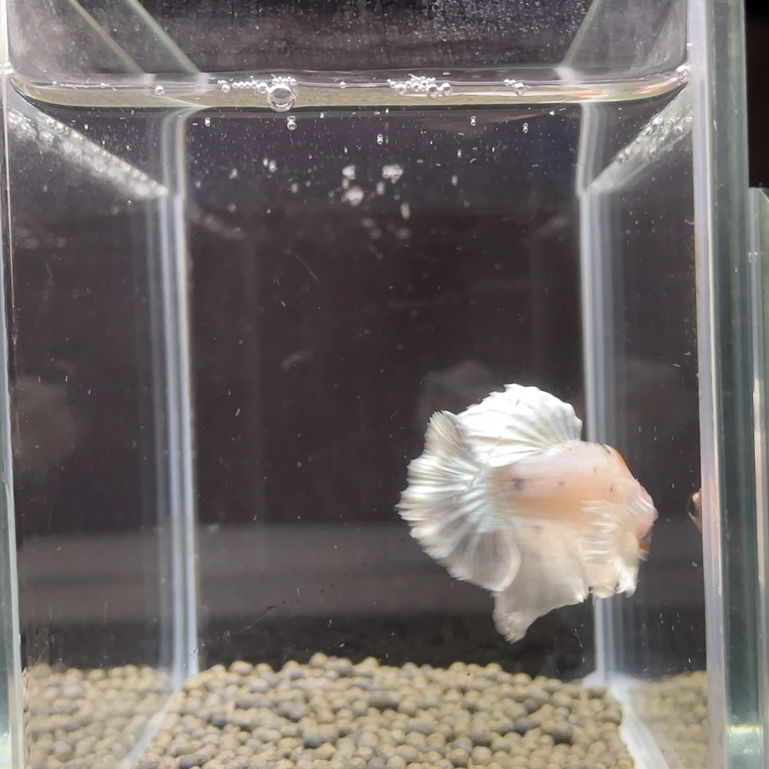 斗鱼14号奶奶灰大耳公