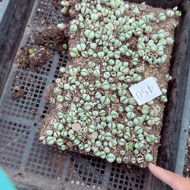 不能给她打吗450是