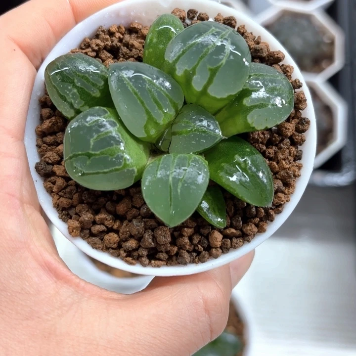 白盘翠虎寿多肉植物
