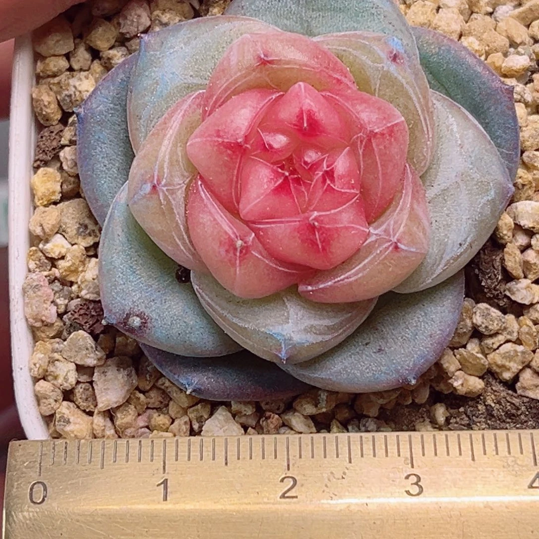 ?****eF834一物一拍 怀夕