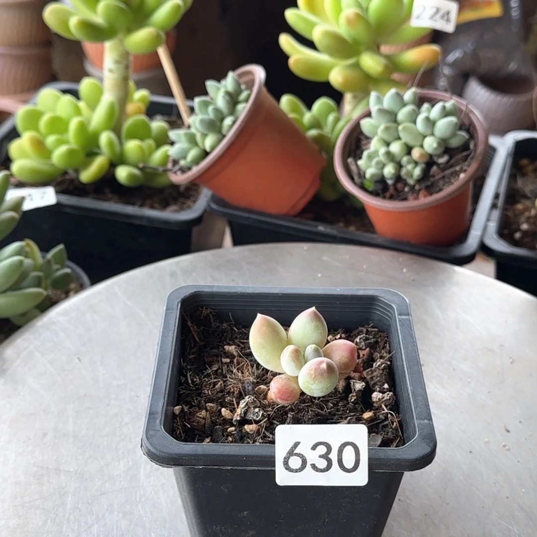 ᰔ***ᰔ630号 一物一拍 一物一拍