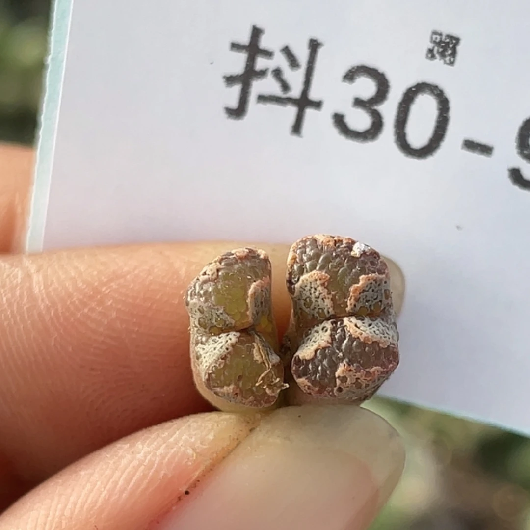 30-97超碟多肉植物