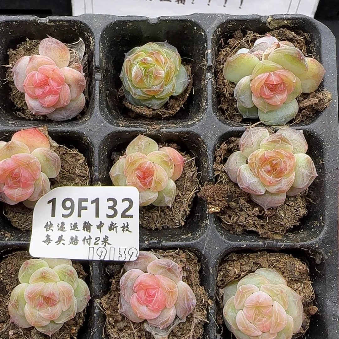 海***鸥132九棵糖心珍妮鼻屎苗