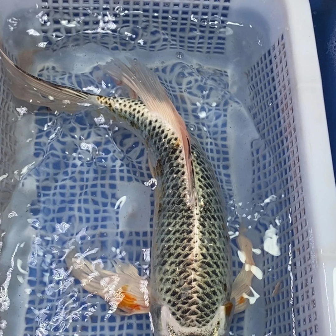锦鲤冷水锦鲤包邮