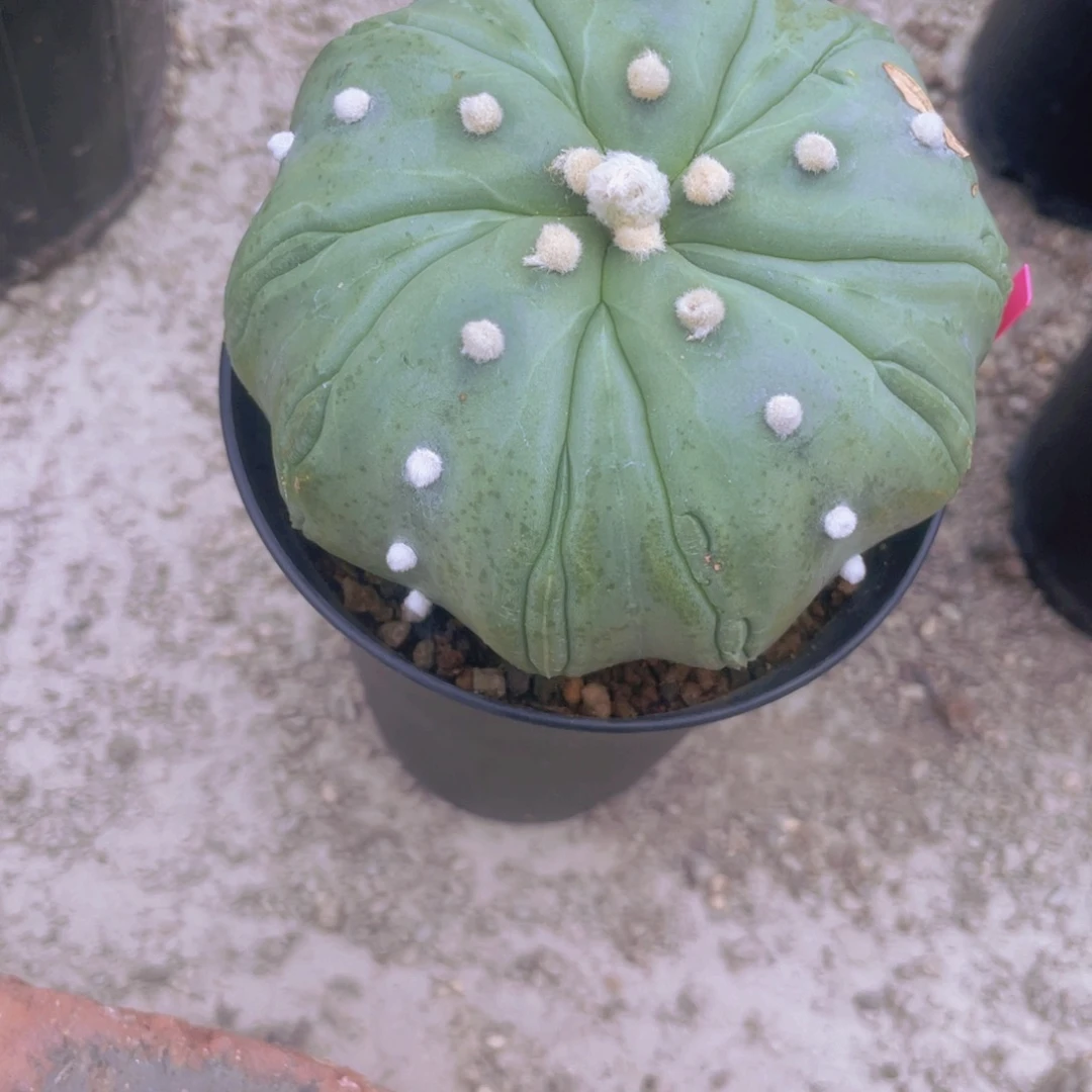 B****实生福利福利福利福利