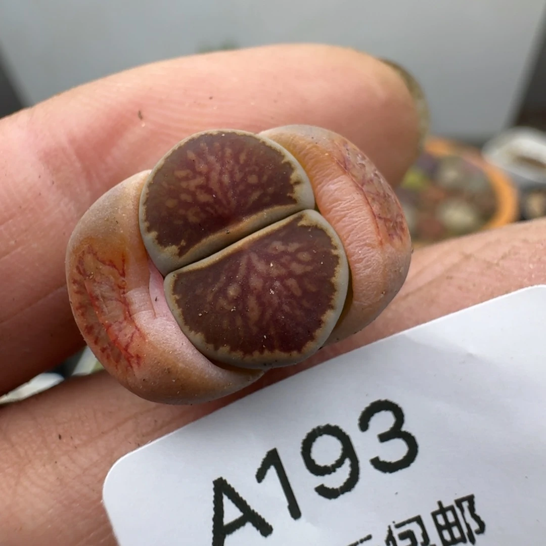 193哈哈哈哈哈哈多肉