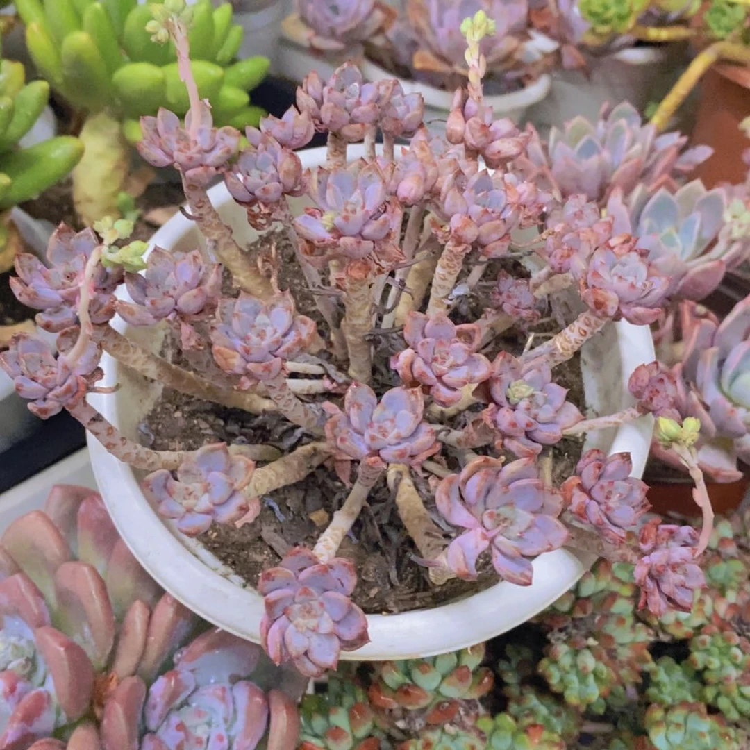 粉布偶整桩整群老桩