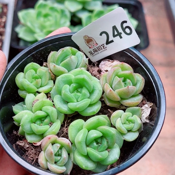多肉植物多肉植物