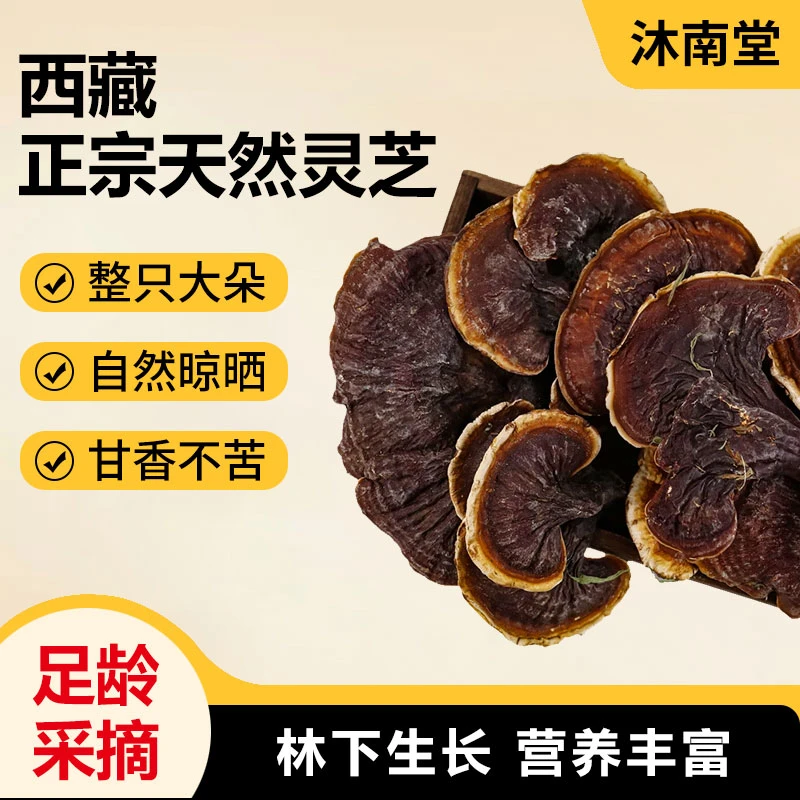 西藏金边灵芝仙草菌香甘甜可煮水可煲汤的养生好物