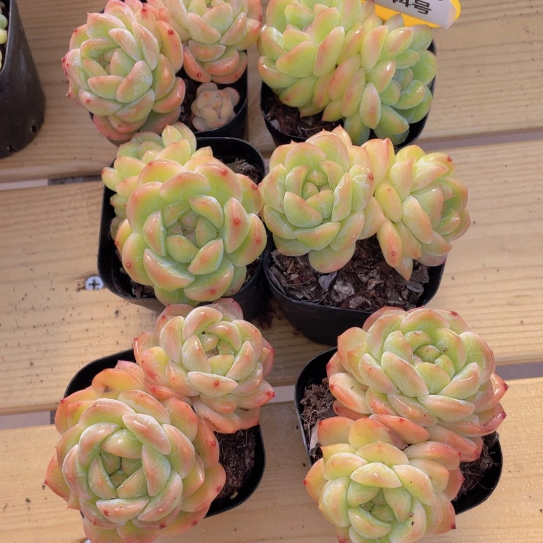 1344号 开播福利飘枝干冰双头一个