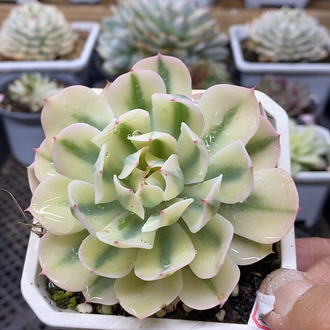 14175 海啸覆轮锦